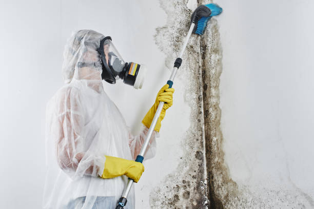 Best Industrial Mold Remediation in USA